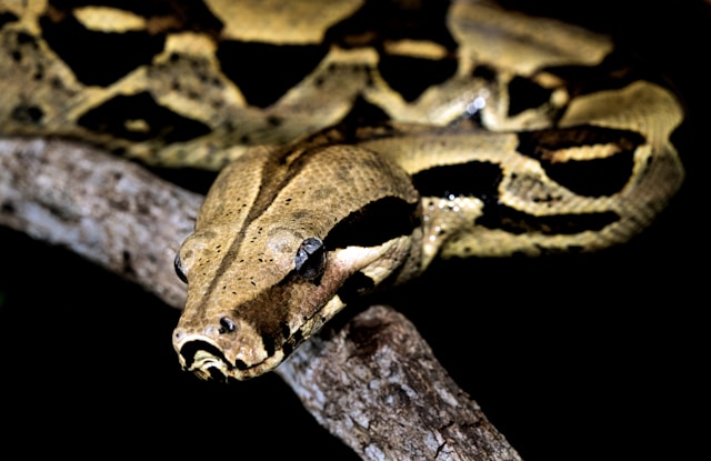 Boa
